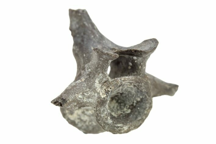 Permian Reptile Fossil Vertebra - Oklahoma #261469